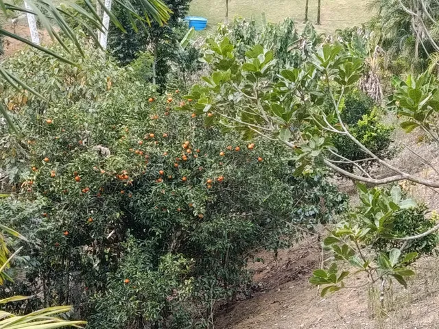 Imagem 13: SITIO RURAL em MELGAÇO - ES, Rota do IFES