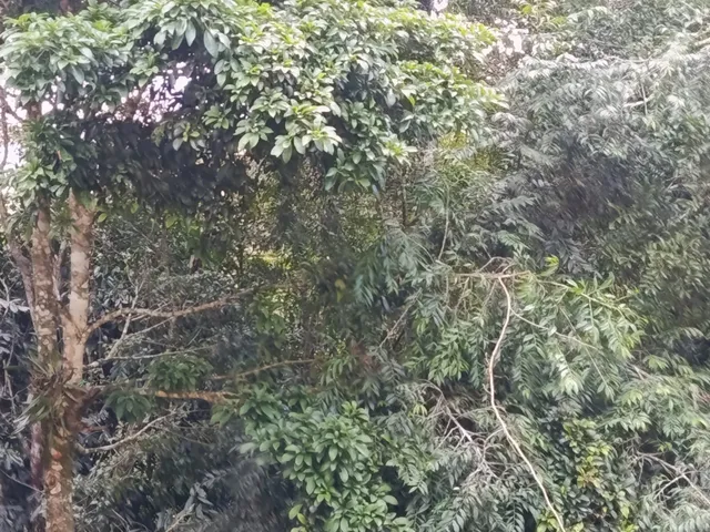 Imagem 9: SITIO RURAL em MELGAÇO - ES, Rota do IFES