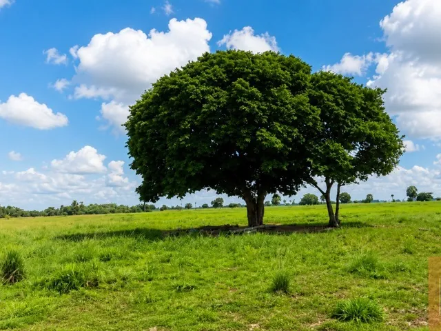 Imagem 3: FAZENDA 992 hectares (205 alqueires) ÀS MARGENS DO RIO ARAGUAIA Tocantins -TO