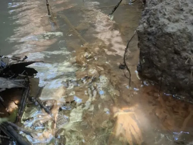 Imagem 2: Terreno em Bateias de Cima, Campo Alegre/SC