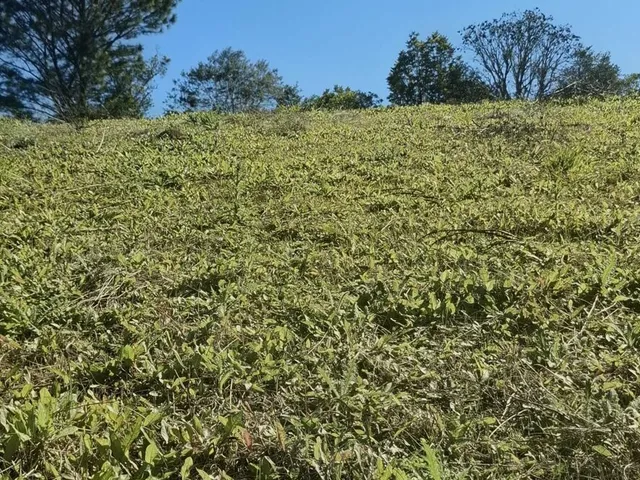 Imagem 10: Terreno em Bateias de Cima, Campo Alegre/SC