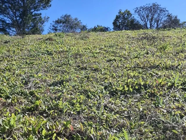 Imagem 5: Terreno em Bateias de Cima, Campo Alegre/SC