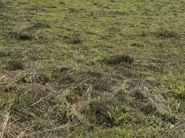 Imagem 14: Terreno em Bateias de Cima, Campo Alegre/SC