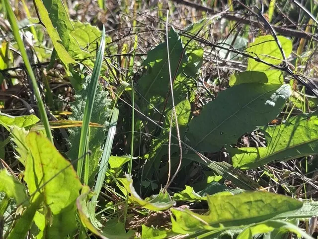 Imagem 9: Terreno em Bateias de Cima, Campo Alegre/SC