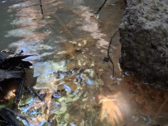 Imagem 7: Terreno em Bateias de Cima, Campo Alegre/SC