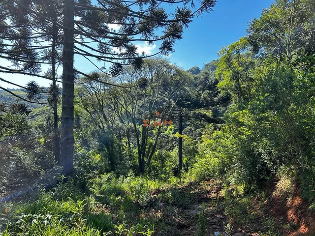 Imagem 11: Chácara em Linha São Miguel em Farroupilha/Rs