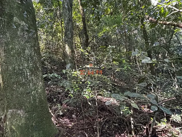 Imagem 13: Chácara em Linha São Miguel em Farroupilha/Rs