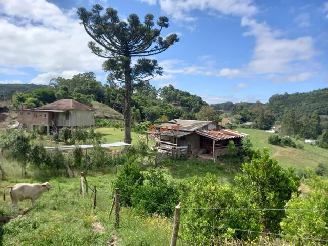 Imagem 5: Chácara em Linha Ely em Farroupilha/Rs