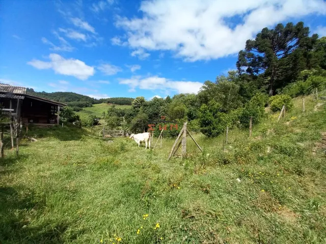 Imagem 14: Chácara em Linha Ely em Farroupilha/Rs