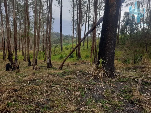 Imagem 6: TERRENO À VENDA EM COTIA QUINTA DOS ANGICOS