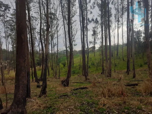 Imagem 4: TERRENO À VENDA EM COTIA QUINTA DOS ANGICOS
