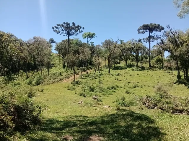 Imagem: Terreno à venda em Campo Alegre-SC 1.225.000,00