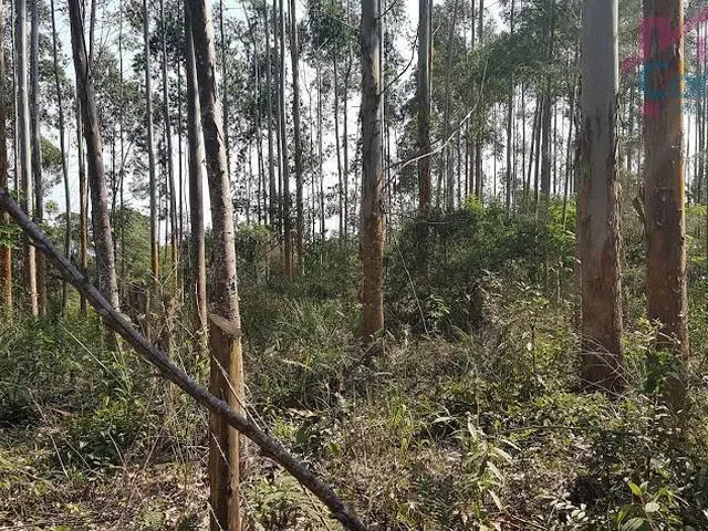 Imagem 5: Área Rural 5 Alqueires - Campina do Vargedo - Campo Largo - PR