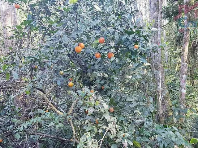 Imagem 14: Área Rural 5 Alqueires - Campina do Vargedo - Campo Largo - PR