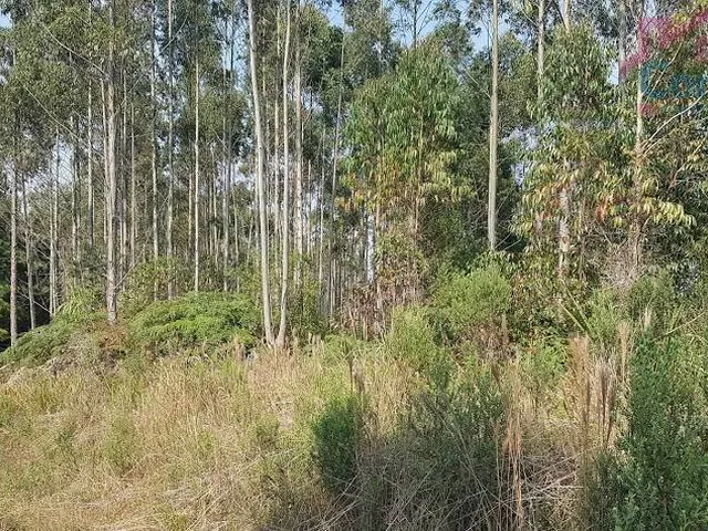 Imagem 3: Área Rural 5 Alqueires - Campina do Vargedo - Campo Largo - PR