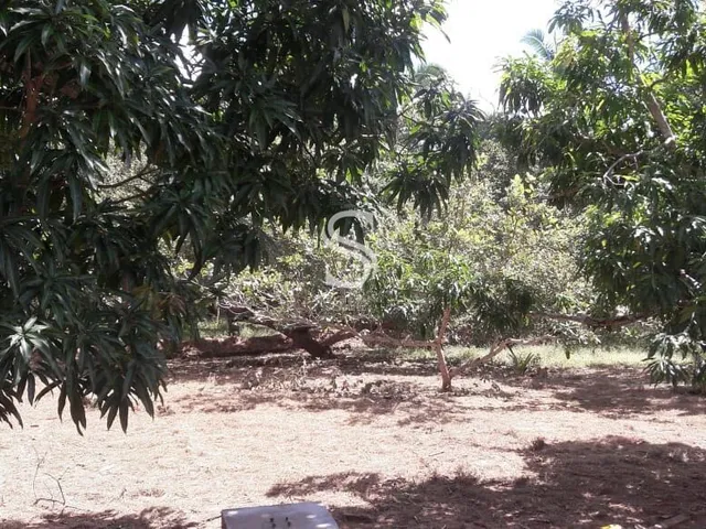 Imagem 4: Sítio À Venda no Bairro São Benedito - Timon/Ma