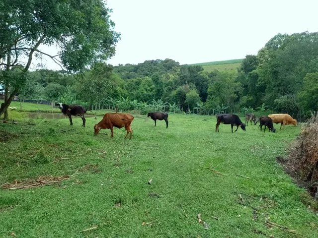 Imagem 6: Sítio 5.5 Alqueires à venda em Caldas – MG. R$900.000,00