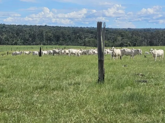 Imagem: Fazenda Modelo Sena Madureira