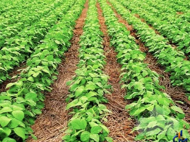 Imagem: Fazenda regiao de Tangara/Nova Maringa