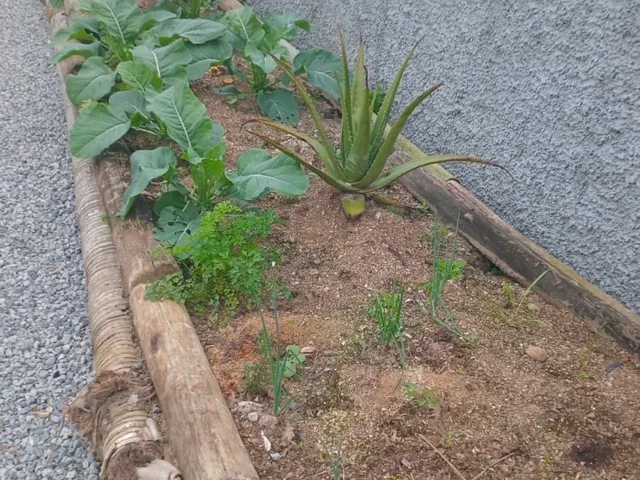 Imagem 12: Casa À Venda no Bairro Centro - Paulo Lopes/Sc