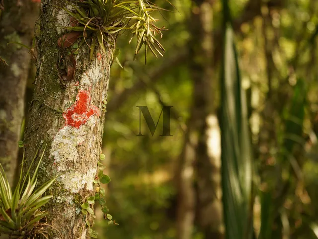 Imagem 9: Terreno no Condomínio Gralha Azul, Camboriú/SC
