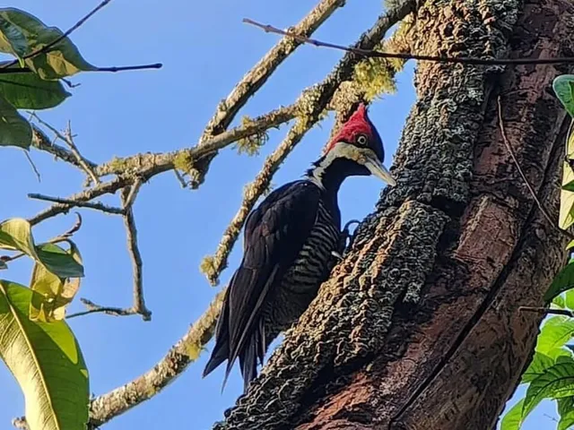 Imagem: Chácara à venda no bairro Centro - Chapada