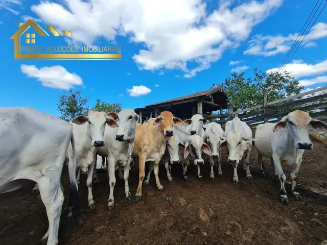 Imagem 6: Fazenda à venda no bairro Centro (São Vicente) - Araruama/RJ