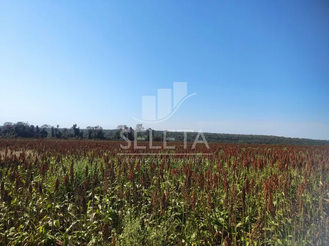 Imagem 5: Fazenda À Venda em Iguatemi/Ms 625 Hectares, Agricultura e Pecuária
