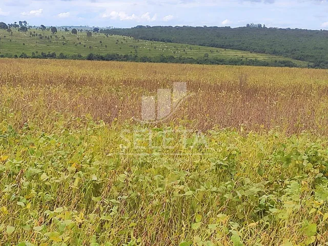 Imagem 9: Fazenda À Venda em Iguatemi/Ms 625 Hectares, Agricultura e Pecuária