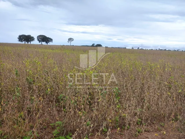 Imagem 10: Fazenda À Venda em Iguatemi/Ms 625 Hectares, Agricultura e Pecuária