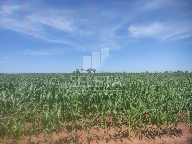 Imagem 16: Fazenda À Venda em Iguatemi/Ms 625 Hectares, Agricultura e Pecuária