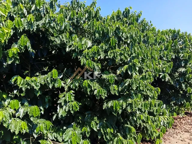 Imagem 6: Fazenda de Lavoura de Café em Carmo do Rio Claro/MG