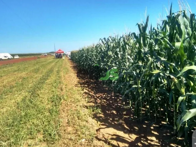 Imagem 8: FAZENDA, 33.000 hectares, em AGRICULTURA Safra/Safrinha e PECUÁRIA com confinamento para