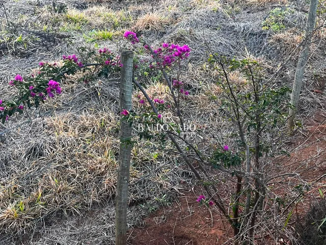 Imagem 9: Terreno a Venda em Toledo Mg 24.000 Metros Ha 7 Km do Centro com Vista Montanhas