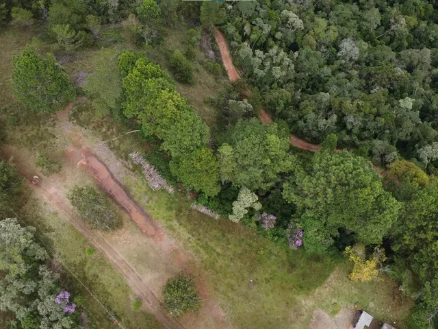 Imagem 12: Fazenda à Venda no CHARCO, Delfim Moreira MG - 240 Ha, Madeira (Pinus/Eucalipto) e