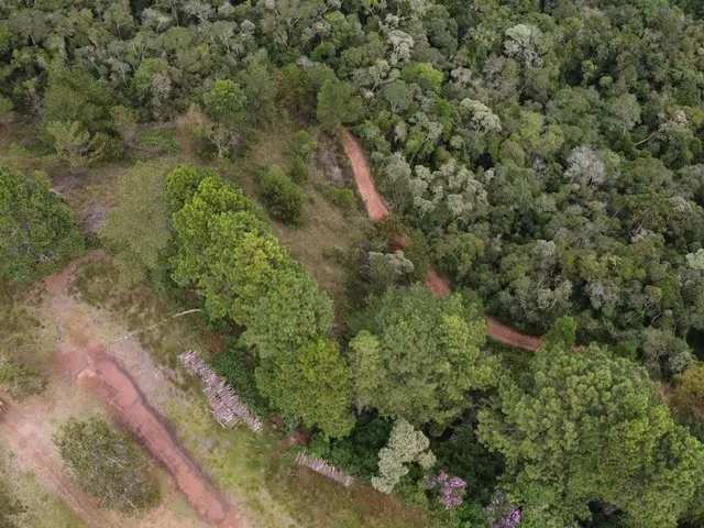 Imagem 8: Fazenda à Venda no CHARCO, Delfim Moreira MG - 240 Ha, Madeira (Pinus/Eucalipto) e