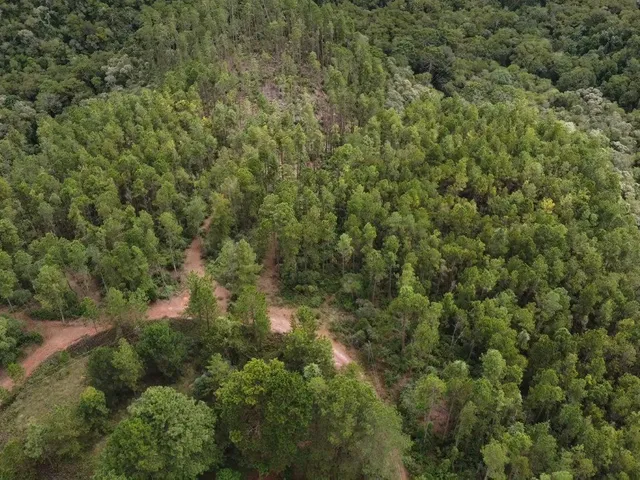 Imagem 14: Fazenda à Venda no CHARCO, Delfim Moreira MG - 240 Ha, Madeira (Pinus/Eucalipto) e