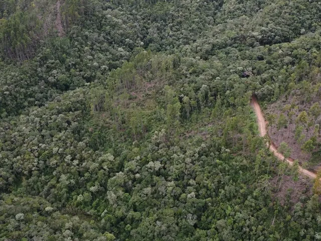 Imagem 9: Fazenda à Venda no CHARCO, Delfim Moreira MG - 240 Ha, Madeira (Pinus/Eucalipto) e