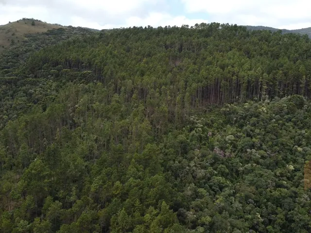 Imagem 7: Fazenda à Venda no CHARCO, Delfim Moreira MG - 240 Ha, Madeira (Pinus/Eucalipto) e