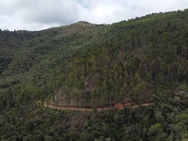 Imagem 5: Fazenda à Venda no CHARCO, Delfim Moreira MG - 240 Ha, Madeira (Pinus/Eucalipto) e