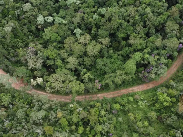 Imagem 11: Fazenda à Venda no CHARCO, Delfim Moreira MG - 240 Ha, Madeira (Pinus/Eucalipto) e