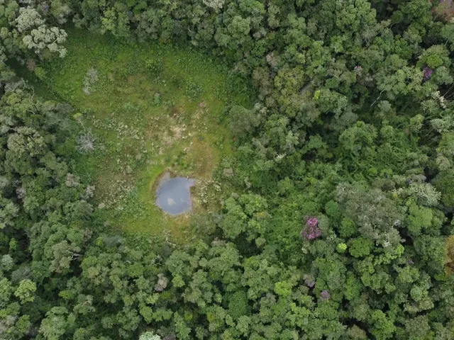 Imagem 10: Fazenda à Venda no CHARCO, Delfim Moreira MG - 240 Ha, Madeira (Pinus/Eucalipto) e