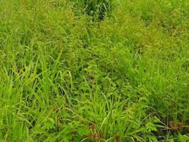 Imagem 7: 0 Fazenda / sítio com venda por R$8.000.000
