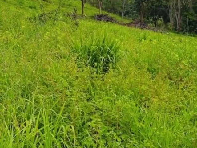 Imagem 4: 0 Fazenda / sítio com venda por R$8.000.000
