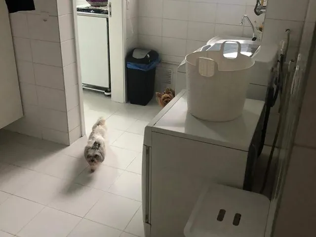 Imagem 13: 0 Apartamento com 4 dormitórios