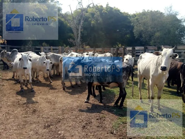 Imagem 13: 0 Fazenda / sítio com 4 dormitórios