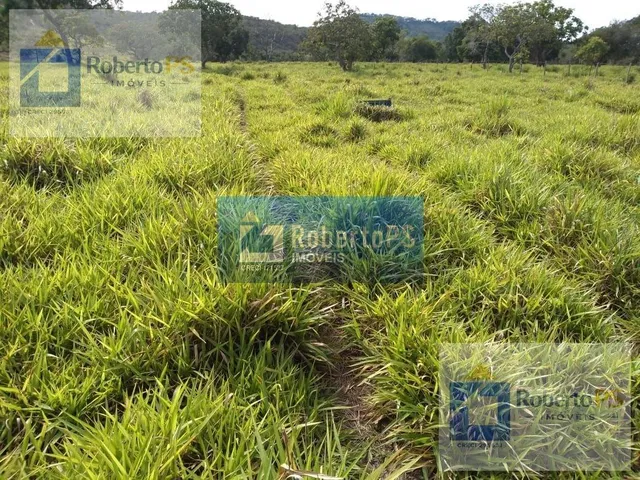 Imagem 14: 0 Fazenda / sítio com 3 dormitórios