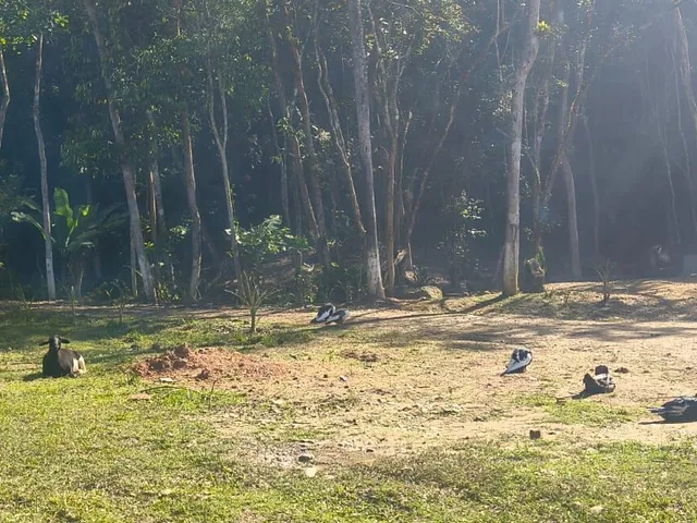 Imagem 4: Sítio À Venda no Bairro Brilhante II - Itajaí/Sc