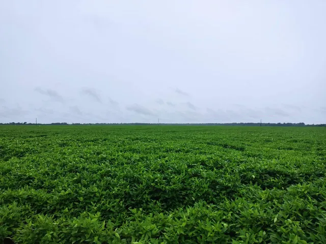 Imagem: Fazenda para venda na região de Porto Alegre