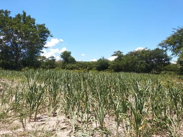 Imagem 6: Fazenda RURAL em Santa Rita de Cássia - Bahia